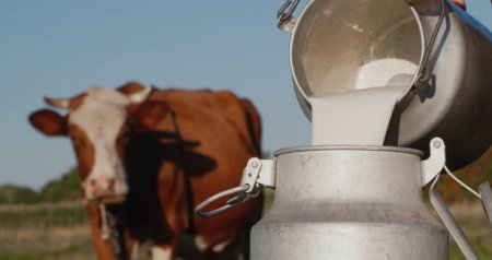 Vaca modificata genetic produce lapte cu niveluri ridicate de insulina umana