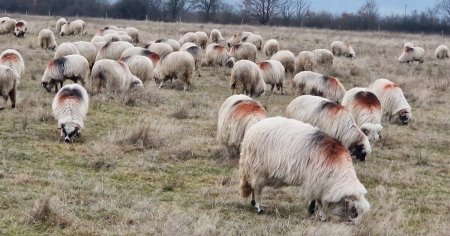 Revolta fermierilor: de frica hotilor, oierii au ajuns sa doarma in tarcuri cu mioarele. Au venit, au luat date si au plecat