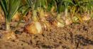 DDT, o substanta interzisa in urma cu zeci de ani la nivel european, a fost descoperita in legumele vandute in piete