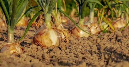 DDT, o substanta <span style='background:#EDF514'>INTERZISA</span> in urma cu zeci de ani la nivel european, a fost descoperita in legumele vandute in piete