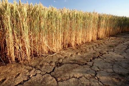 <span style='background:#EDF514'>SECETA</span> loveste Europa de Sud: temperaturile record si lipsa precipitatiilor pun agricultura in pericol