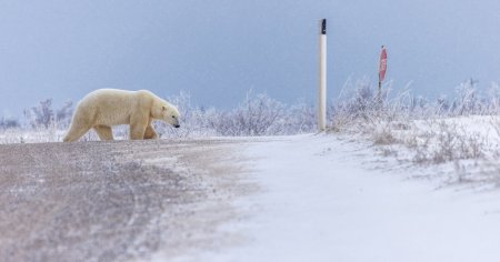 Jurnal de Nord, Canada, zilele 0 si 1: Churchill, capitala mondiala a ursilor polari. Cred ca sunt in rai