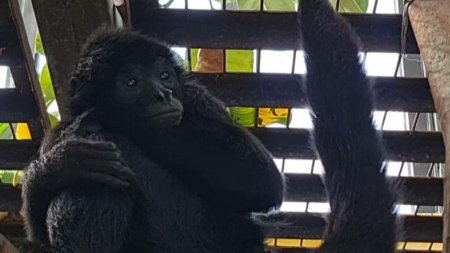 O maimuta paianjen, specie pe cale de disparitie, este noua vedeta a gradinii zoologice din Targu Mures. Cum arata Vurlibu