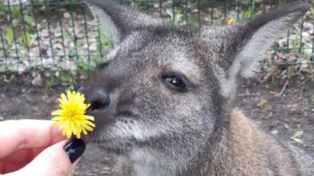 Ucrainenii ar fi ucis-o pe Grandi, vedeta gradinii zoologice din Belgorod. Autopsia va stabili daca femela cangur era insarcinata