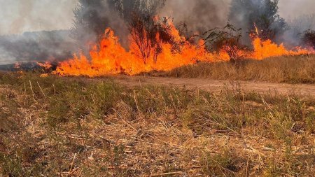 Incendiu de amploare in Delta Vacaresti. 1.000 de metri patrati afectati