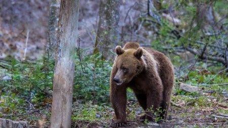 Mesaj Ro-Alert in Harghita, dupa ce un urs a fost vazut intr-o localitate