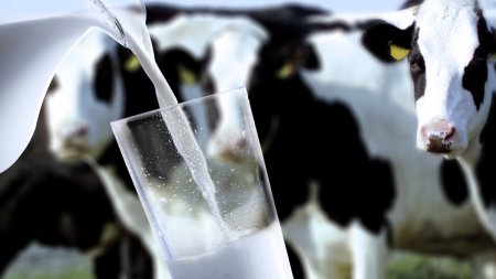 Veste buna pentru crescatorii de animale din Romania! Se majoreaza subventia APIA pentru vacile de lapte