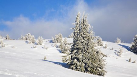 Cod galben de <span style='background:#EDF514'>VISCOL</span> in zona de munte din 4 judete. Ninge abundent in centrul tarii