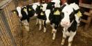 Subventia APIA pentru vaca de lapte se majoreaza