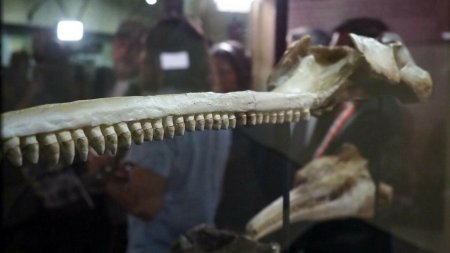 Descoperire incredibila: craniul unei <span style='background:#EDF514'>CREATURI</span> care traia acum 16 milioane de ani a fost gasit. Masura 3 metri lungime