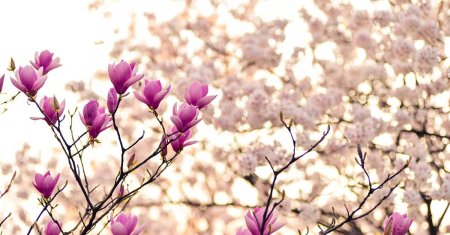 Magnolia. Legendele si simbolurile acestei rafinate flori