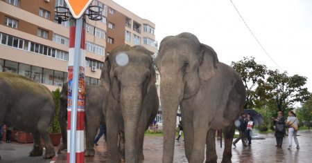 Autoritatile din Botswana ameninta ca vor trimite 10.000 de elefanti in Londra: 