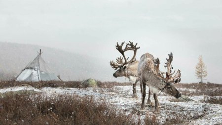 Aproape 5 milioane de animale au murit in cea mai grea iarna din Mongolia din ultima jumatate de secol