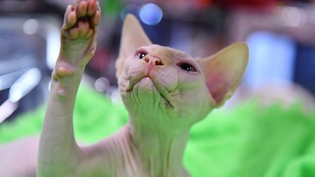 10 rase de pisici ideale pentru persoanele care sufera de alergii