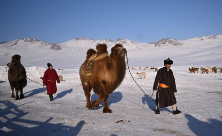 Mongolia, <span style='background:#EDF514'>LOVITA</span> de cea mai grea iarna din ultimii 50 de ani: milioane de animale au murit, mii de oameni, la limita supravietuirii