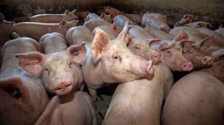 Focar de pesta porcina africana intr-un judet din Romania | Autoritatile sanitar veterinare le-au interzis localnicilor sa mai sacrifice porci in gos<span style='background:#EDF514'>PODARI</span>i