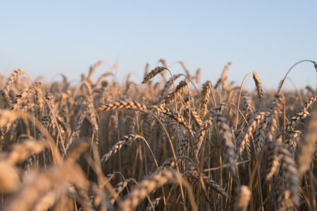 Florin Barbu: Producem cereale, suntem o tara foarte bine dezvoltata din acest punct de vedere, dar noi ne dorim foarte mult sa procesam aceste cereale