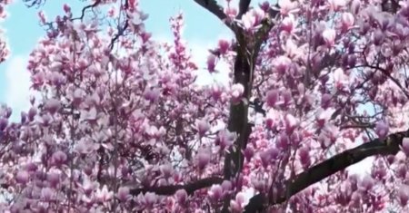 Unde infloreste Magnolia Suprema. A fost plantata in 1918, este cea mai <span style='background:#EDF514'>BATRANA</span> din tara si azi are un puiut