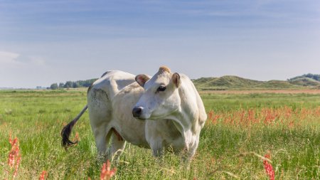 Tribul unic in lume unde localnicii se spala cu urina de vaca si folosesc excremente pe post de pasta de dinti