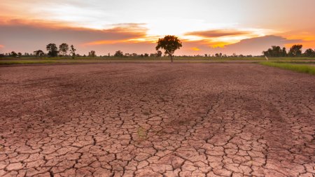 <span style='background:#EDF514'>STARE DE CATASTROFA</span>, declarata in Malawi. Milioane de locuitori risca sa moara de foame din cauza secetei produse de El Nino