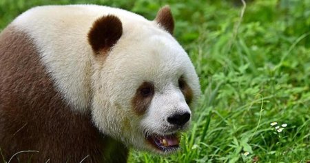O specie de ursi panda alb-maro traieste in <span style='background:#EDF514'>MUNTII</span> Chinei. Cum au aparut, potrivit oamenilor de stiinta