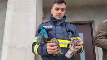 Doi pui de bufnita, salvati de pompierii din Oradea dupa ce au ramas blocati intr-un cos de fum