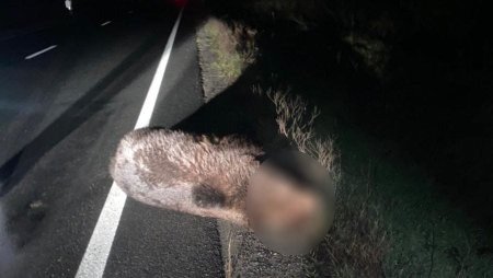 Urs ucis pe DN1, lovit de o masina, la cateva minute dupa ce un mesaj RO-Alert anunta prezenta animalului in zona