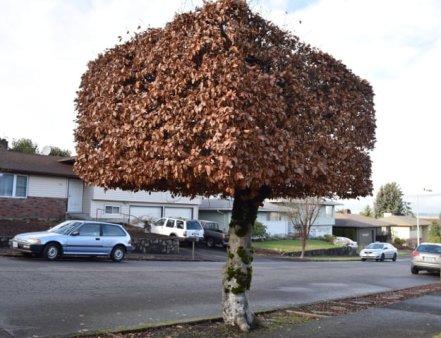 Arborii din Sibiu vor fi taiati in forma dreptunghiulara, anunta primaria. Copaci ca-n Minecraft