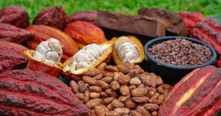 Boabele de cacao, mai valoroase decat <span style='background:#EDF514'>CUPRU</span>l. Cu cat se vinde o tona