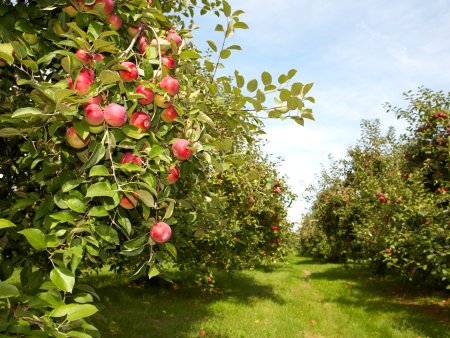 Cooperativa Agricola Bioprod Colibasi, formata din 400 de fermieri, vrea sa ia fonduri nerambursabile pentru o investitie de 4,6 mil. euro in depozite si echipamente. 