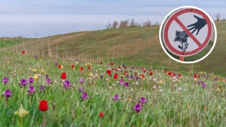 Floare rara, declarata monument al naturii, a aparut in Romania. Daca o rupi, risti amenzi usturatoare