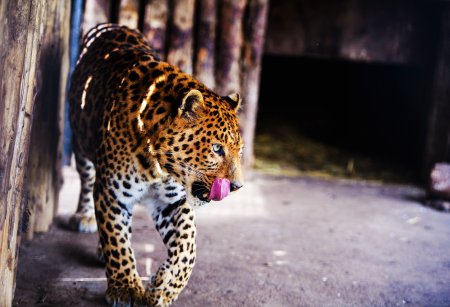 De unde vine expresia afara-i vopsit gardul, inauntru-i leopardul si ce inseamna