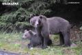 Mircea Fechet: Romania a dovedit ca e capabila sa gestioneze cea mai mare populatie de urs brun din Europa