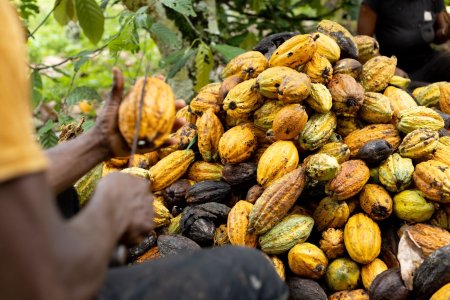 Cacao, mai scumpa decat <span style='background:#EDF514'>CUPRU</span>l: Cat a ajuns sa coste tona de boabe?