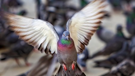 Barcelona a recrutat o noua arma in lupta sa impotriva porumbeilor: au desfasurat vulturi si soimi