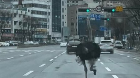 Evadat de <span style='background:#EDF514'>LA ZOO</span>, un strut s-a dat in spectacol in trafic. Cum a reusit sa dribleze masinile timp de o ora | VIDEO