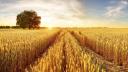Palamida si buruienile dic<span style='background:#EDF514'>OTIL</span>edonate anuale iti pot compromite culturile de cereale! Afla cum le poti proteja!