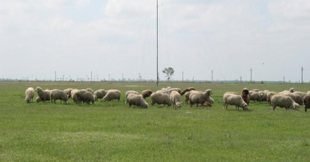Satul din Romania bogat in sol saraturat si saruri <span style='background:#EDF514'>MINERALE</span>, unde fermierii prepara cea mai gustoasa branza. A fost inregistrata la OSIM