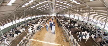 Pentru cresterea bovinelor, Polonia a acordat in 2023 o subventie 407 euro/cap de vaca de carne si 635 euro/cap de vaca de lapte, iar in acelasi an Romania a acordat 279 euro/cap de bovina de carne, respectiv 338 euro/cap de vaca de lapte