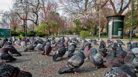 Hranirea porumbeilor ar putea fi interzisa in Sectorul 2