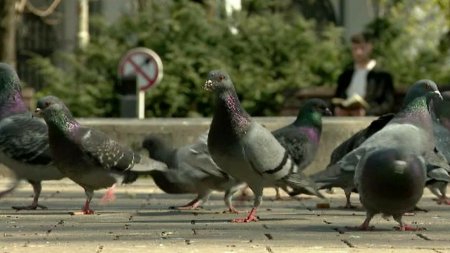 Problemele pe care le genereaza hranirea <span style='background:#EDF514'>PORUMBE</span>ilor. Boala transmisibila la oameni pe care o raspandesc aceste pasari