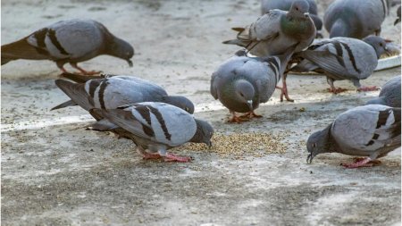 Hranirea porumbeilor, o reala problema | Boala transmisibila la oameni pe care o raspandesc aceste <span style='background:#EDF514'>PASARI</span>