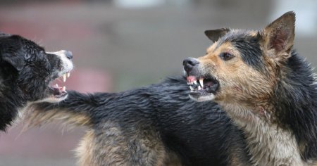 Niciun vinovat dupa ce doi oameni au fost ucisi de o haita de caini, la Braila. Ancheta a durat opt ani, iar faptele s-au prescris