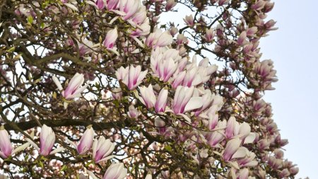 Simbolurile magnoliei, <span style='background:#EDF514'>FLORILE</span> spectaculoase ale primaverii