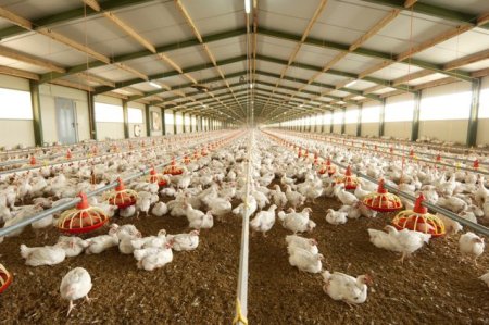 ANPC anunta ca va face controale la toti producatorii de carne de pui