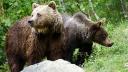 Mesaj Ro-Alert in Harghita, dupa ce doi ursi au fost vazuti pe strazile dintr-o localitate din Harghita