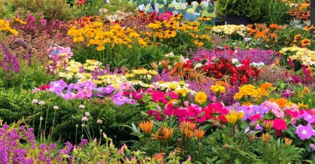 Florile pe care <span style='background:#EDF514'>TREBUIE SA</span> le plantezi in luna aprilie. Gradina ta va fi plina de culoare si va arata spectaculos