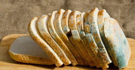Riscurile imense ale consumului de paine mucegaita. Expert: 