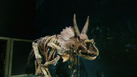 Mormant misterios descoperit de oamenii de stiinta. Cinci dinozauri uriasi au fost gasiti <span style='background:#EDF514'>INGROPATI</span> in acelasi loc