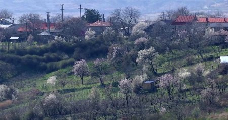 Spectacol al naturii pe Dealul Istrita. Splendoarea migdalilor infloriti VIDEO